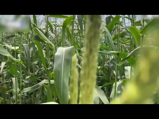 a security guard catches a thief in a corn field and gives her a ticket on the spot.